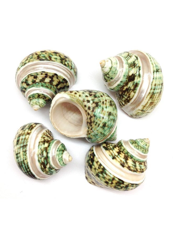 PEPPERLONELY PEPPERLONELY 5PC Green Turbo with Two Pearl Bands, Hermit Crab Sea Shells, 2 Inch Up - Image 1