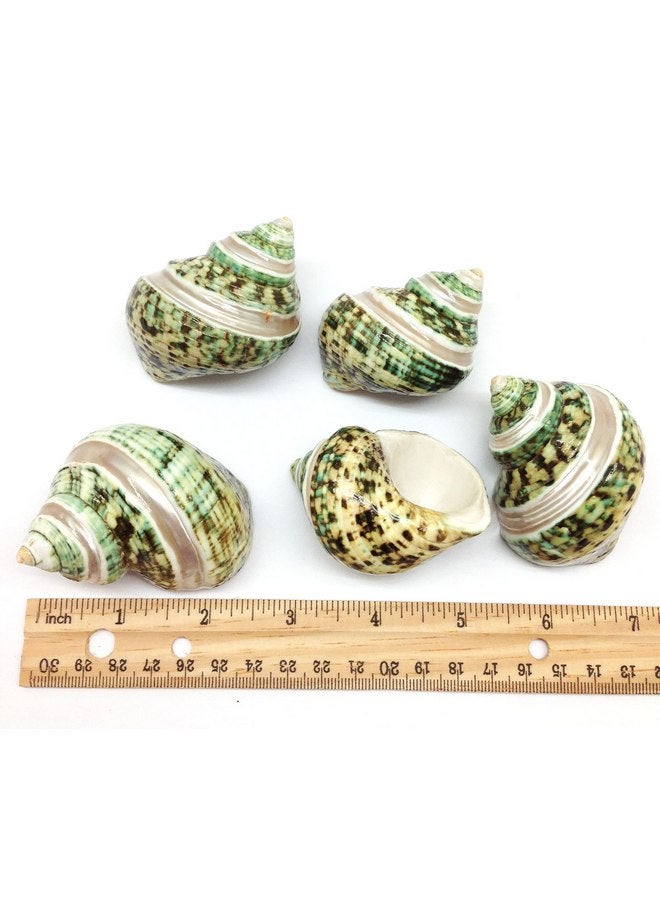 PEPPERLONELY PEPPERLONELY 5PC Green Turbo with Two Pearl Bands, Hermit Crab Sea Shells, 2 Inch Up - Image 2