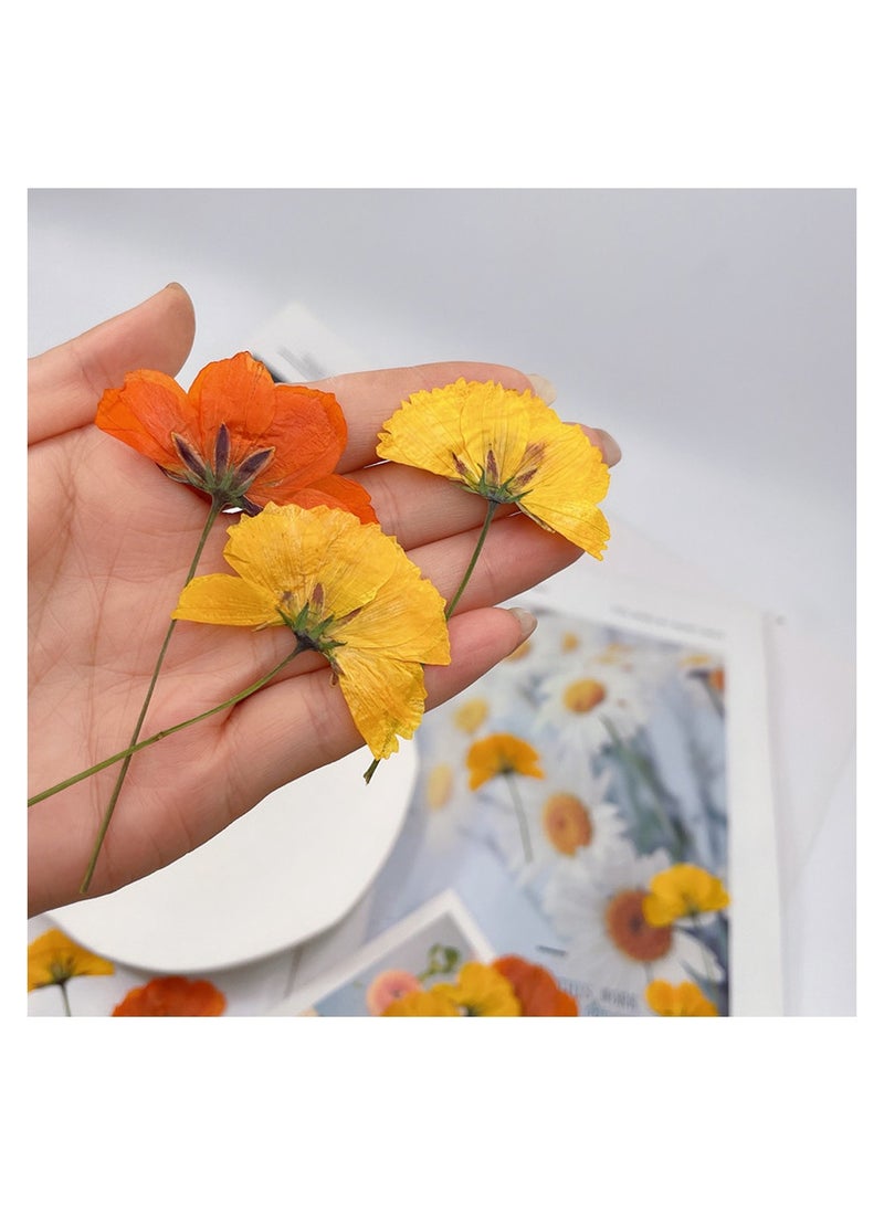 Dried Pressed Flower Set Yellow and Orange 48Pcs for Crafting Framed Art Decor - Image 5