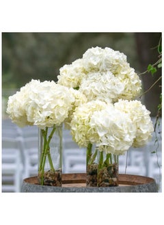 ماركة غير محددة مجموعة من 6 قطع مزهرية أسطوانية للزينة شفاف (S+M+L)  - Image 3
