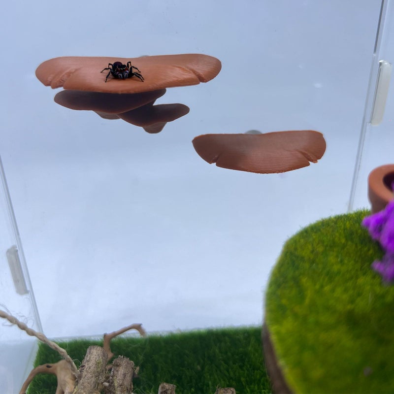 Daerky Jumping Spider Mushroom Shelf, Magnetically Concealed Jumping Spider Habitat,Serves As Enclosure Decorate Accessories for Spider Climbing Feeding and Platforms (Brown) - Image 5