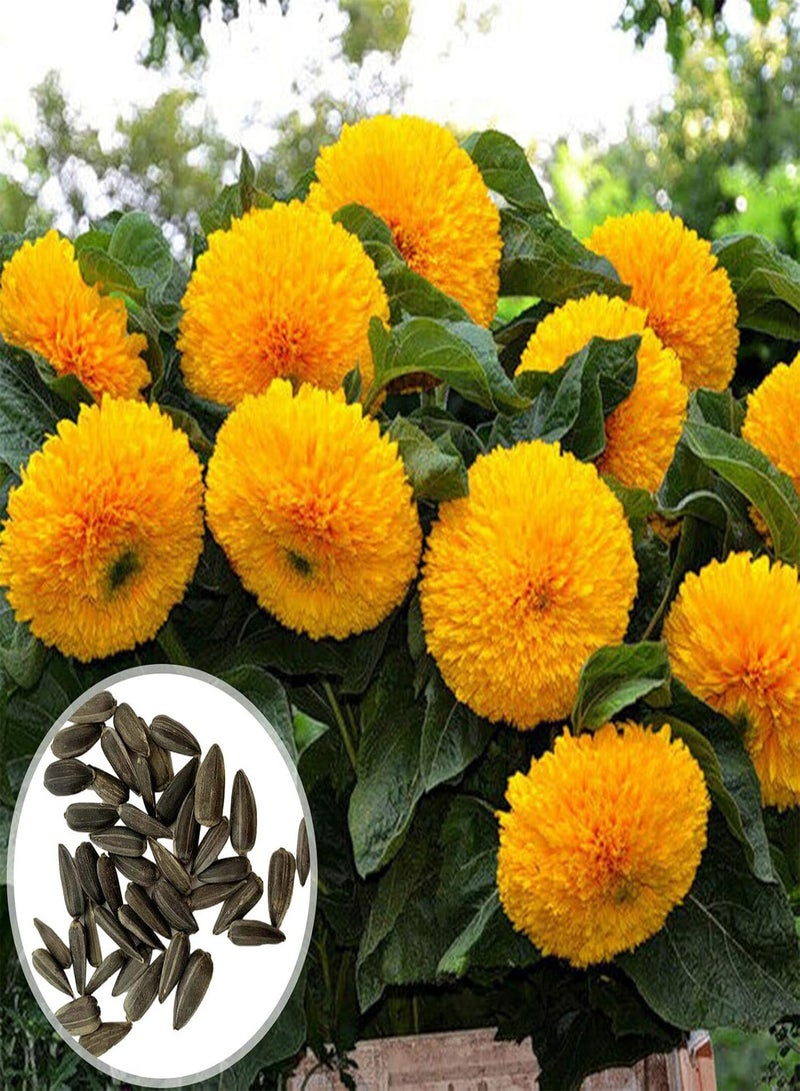 GGOOT Green Garden Flower Plants-200Pcs/Bag Flower Seed Vivifying Flourishing Fragrant Bear Sunflowers Seeds for Garden - Bear Sunflowers Seeds - Image 2