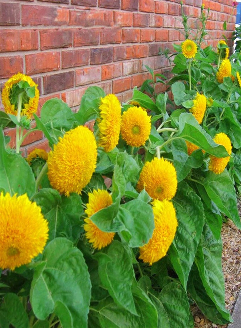 GGOOT Green Garden Flower Plants-200Pcs/Bag Flower Seed Vivifying Flourishing Fragrant Bear Sunflowers Seeds for Garden - Bear Sunflowers Seeds - Image 4