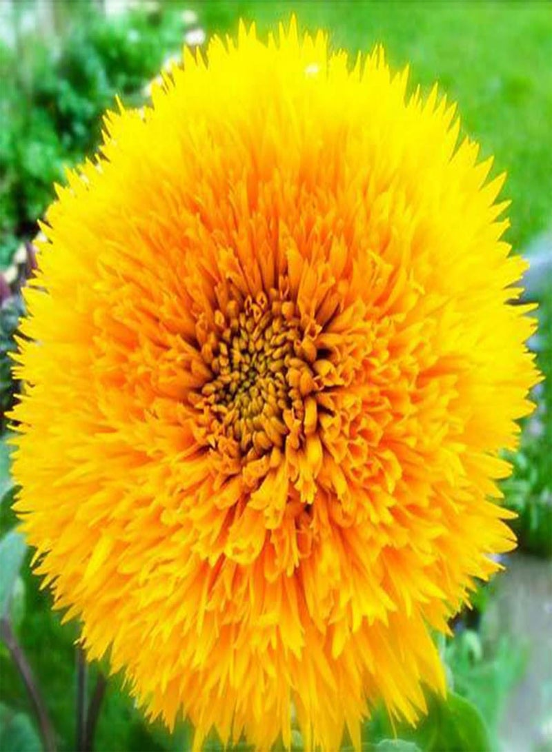 GGOOT Green Garden Flower Plants-200Pcs/Bag Flower Seed Vivifying Flourishing Fragrant Bear Sunflowers Seeds for Garden - Bear Sunflowers Seeds - Image 5
