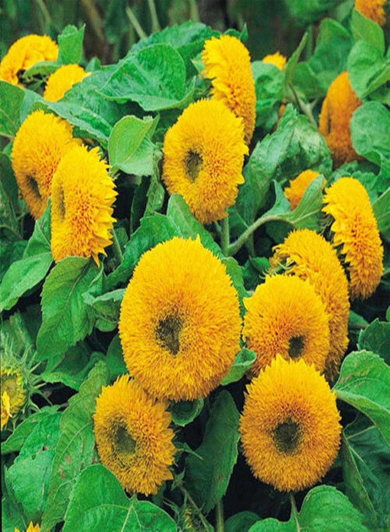 GGOOT Green Garden Flower Plants-200Pcs/Bag Flower Seed Vivifying Flourishing Fragrant Bear Sunflowers Seeds for Garden - Bear Sunflowers Seeds - Image 3