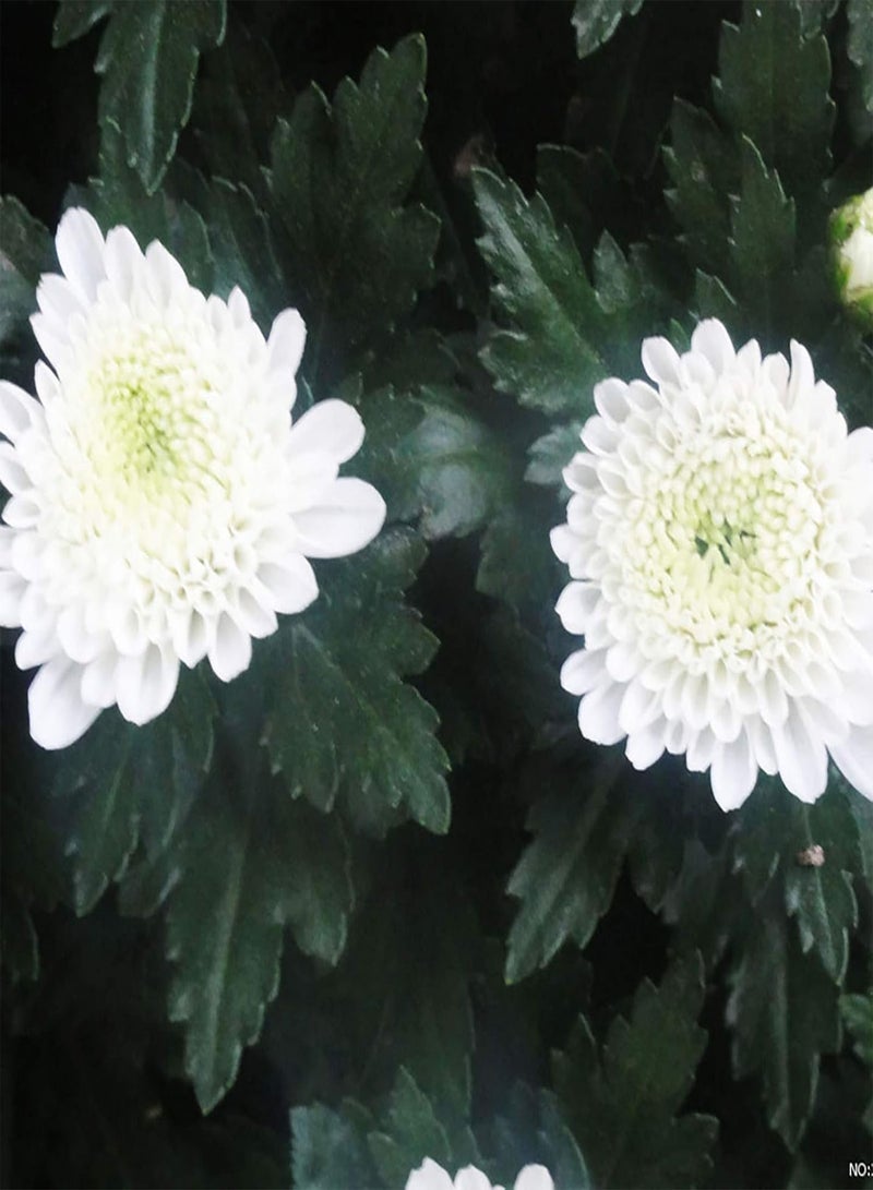 GGOOT Plant Seeds Flower Seeds100Pcs/Bag Chrysanthemum Seeds Natural Non-GMO White Perennial Pretty Flower Seeds for Patio Chrysanthemum Flower Seeds for Patio - Image 4