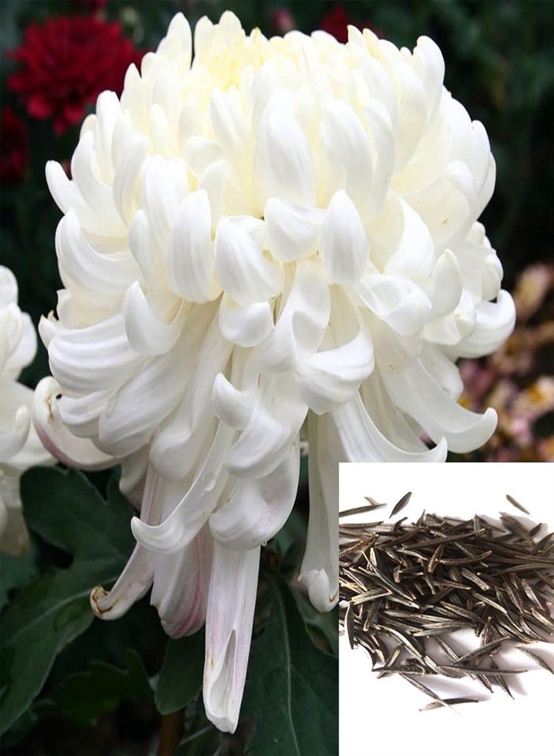 GGOOT Plant Seeds Flower Seeds100Pcs/Bag Chrysanthemum Seeds Natural Non-GMO White Perennial Pretty Flower Seeds for Patio Chrysanthemum Flower Seeds for Patio - Image 1