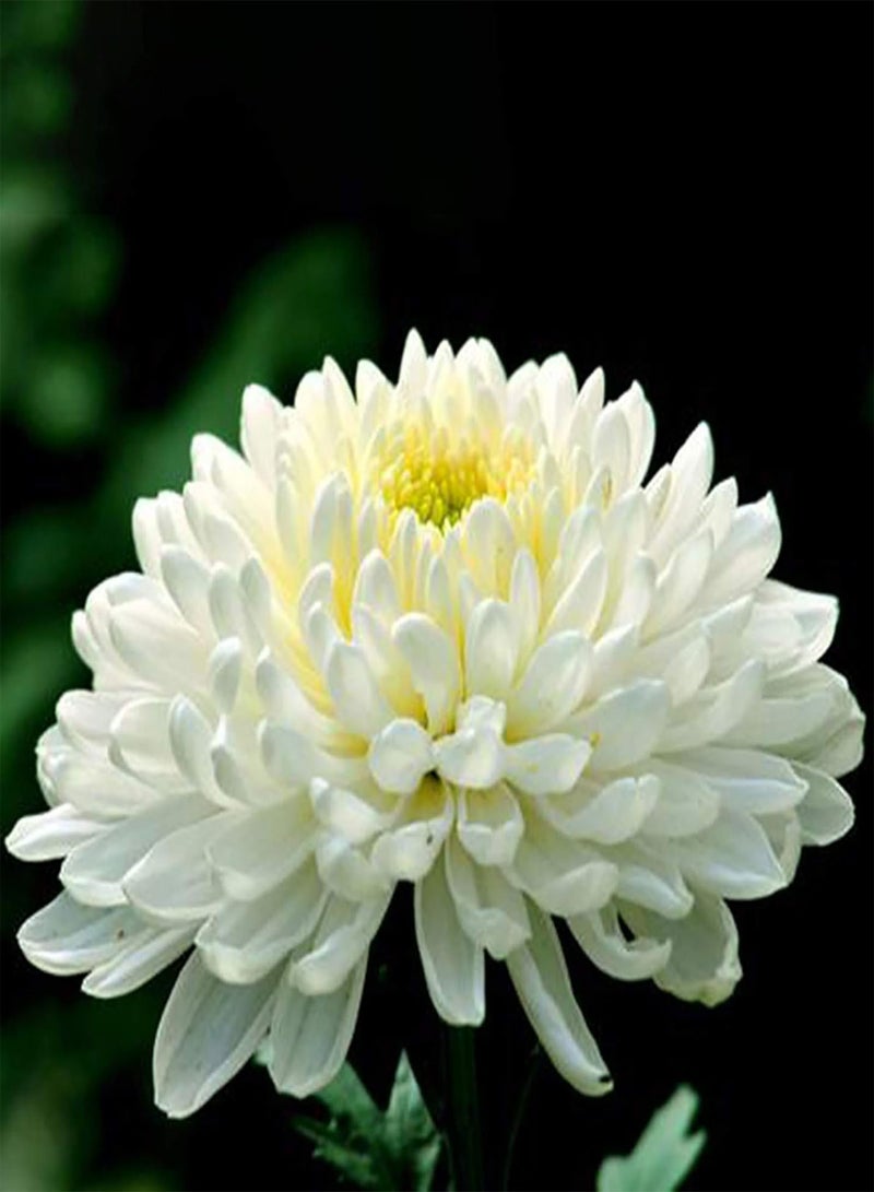 GGOOT Plant Seeds Flower Seeds100Pcs/Bag Chrysanthemum Seeds Natural Non-GMO White Perennial Pretty Flower Seeds for Patio Chrysanthemum Flower Seeds for Patio - Image 3
