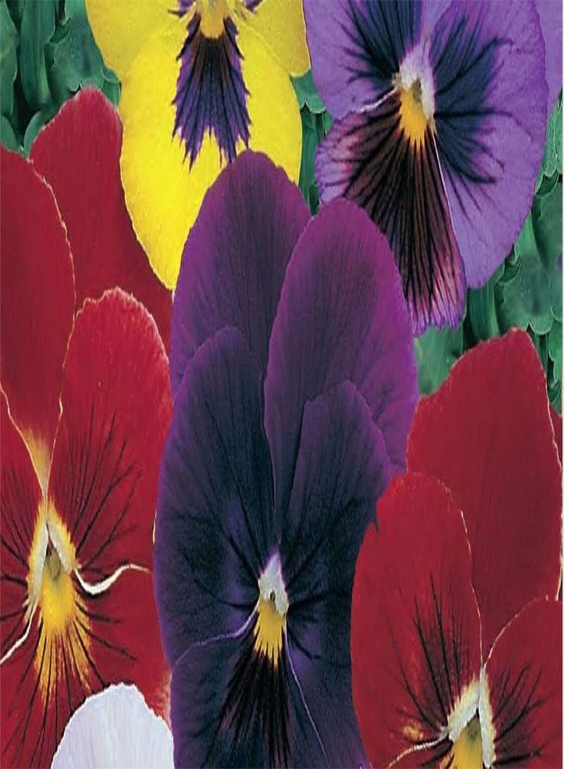 GGOOT Seeds of Viola Gigantic Swiss Mix