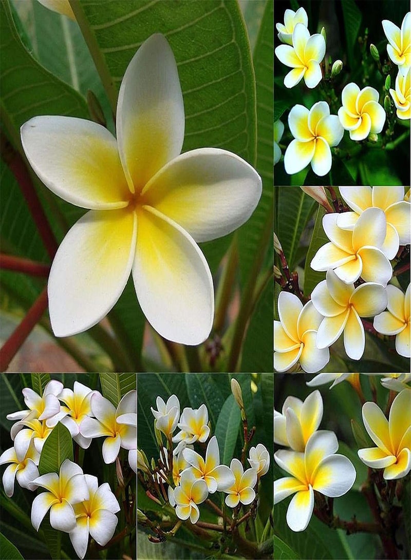 جي جوت 100 قطعة/حقيبة بذور زهرة بلوميريا روبرا فرانجيباني هاوايية للحدائق - Image 2