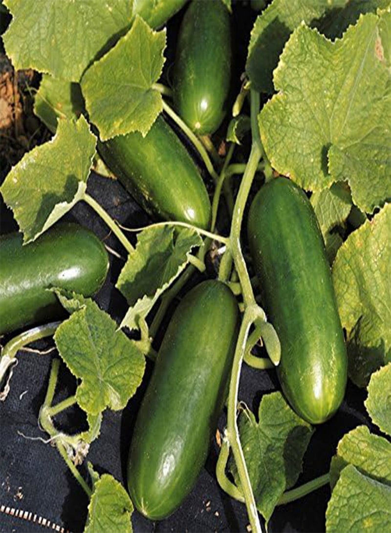 GGOOT seeds   Cucumber seeds   F1 Baby - Image 5