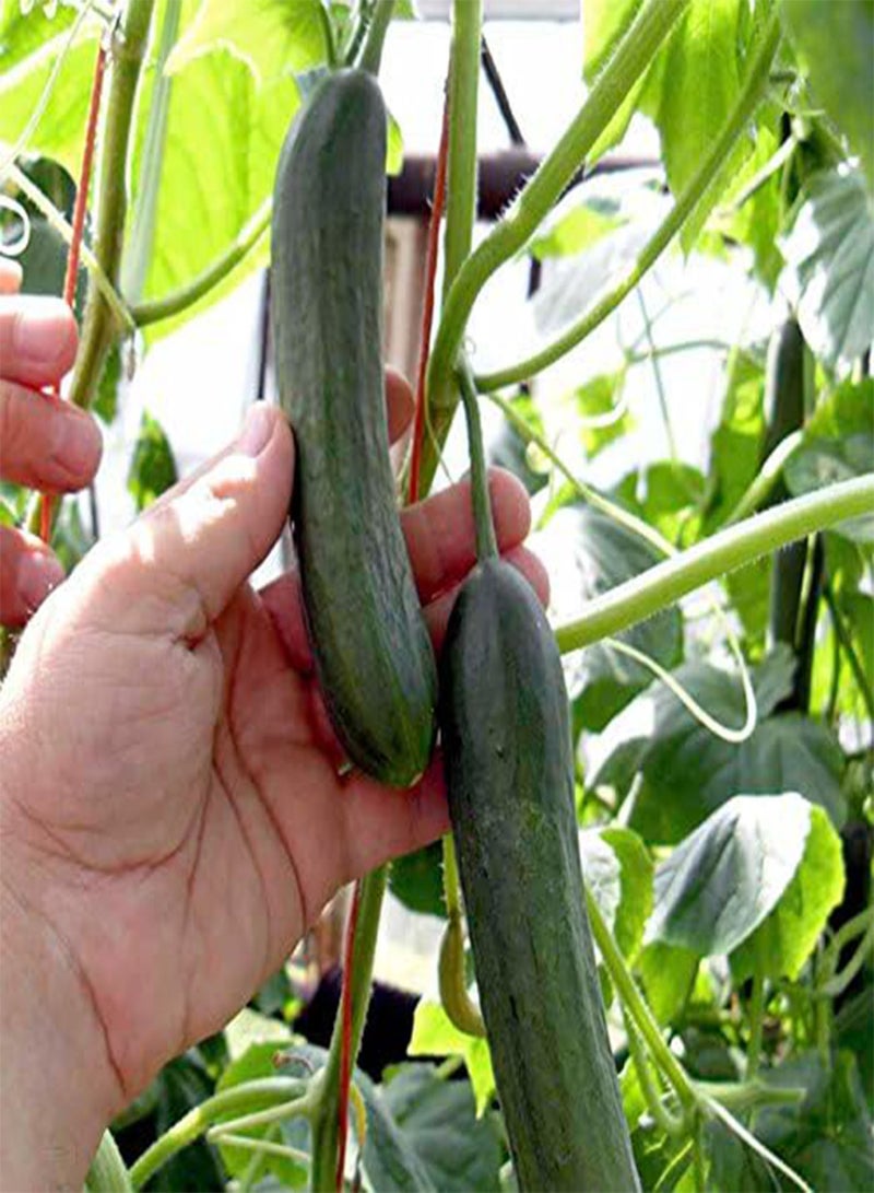 GGOOT seeds   Cucumber seeds   F1 Baby - Image 4