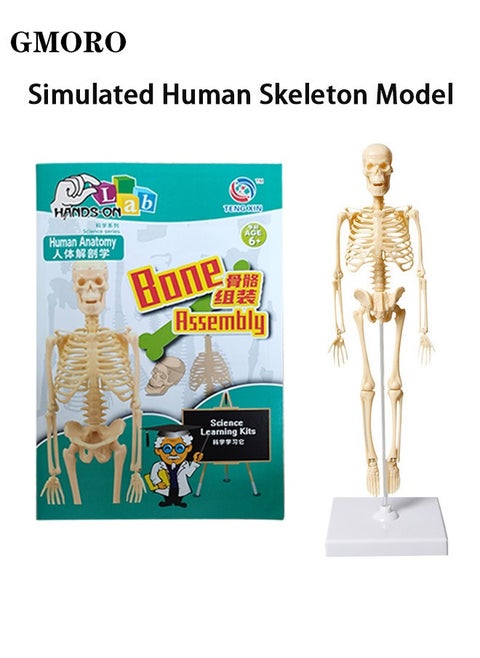 Science and knowledge game about body systems for children.Human skeleton model with movable arms legs