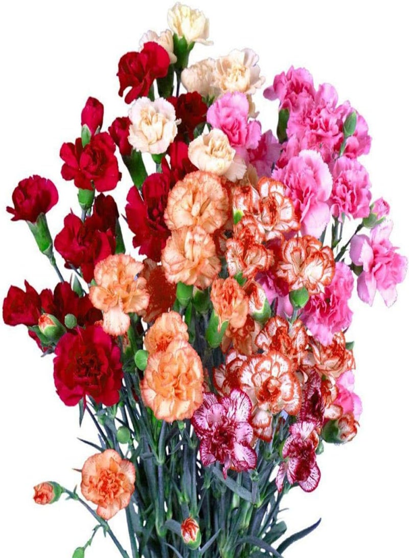 GGOOT Garden Flowers Seed Collection Grow,Carnation seeds-excellent_5 oranges,Ornamental Flowers Seeds - Image 1