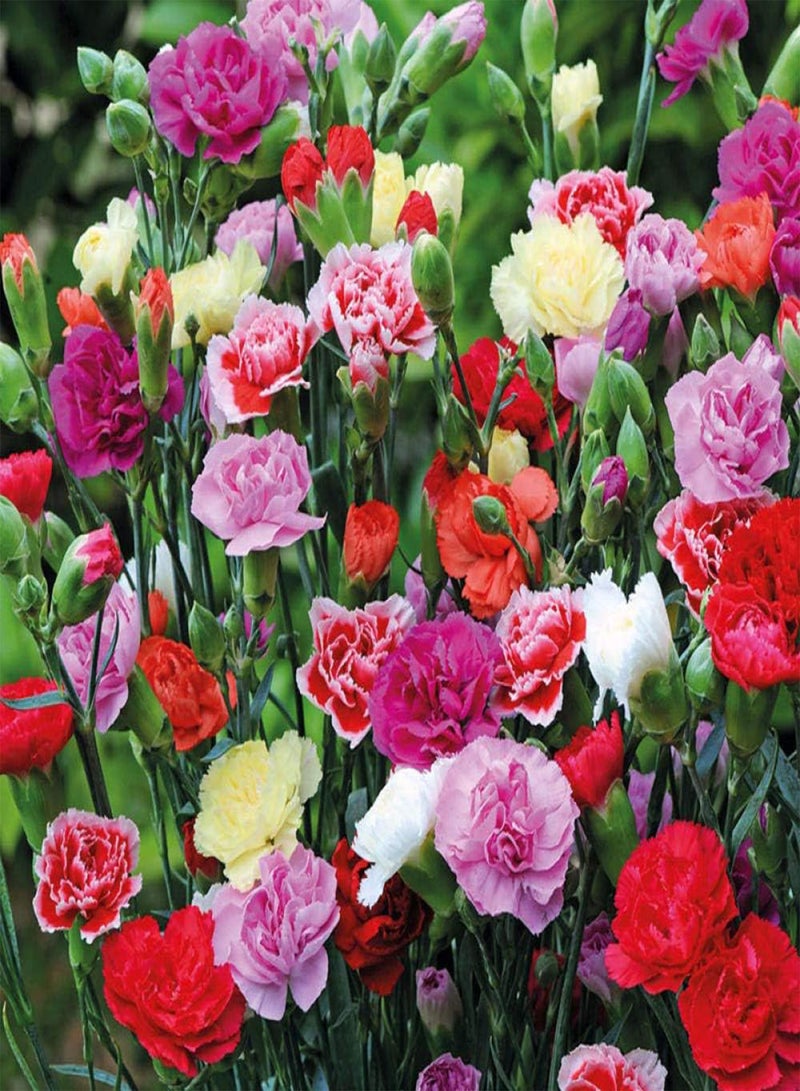 GGOOT Garden Flowers Seed Collection Grow,Carnation seeds-excellent_5 oranges,Ornamental Flowers Seeds - Image 2