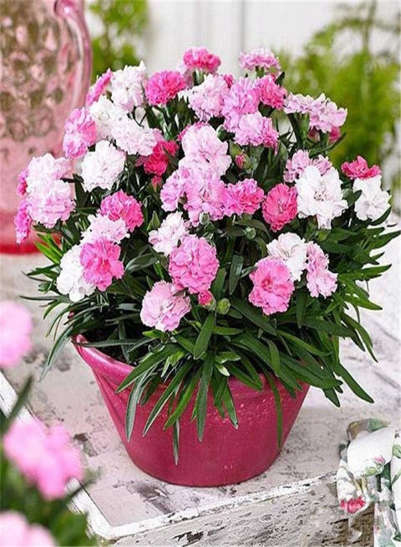 GGOOT Garden Flowers Seed Collection Grow,Carnation seeds-excellent_5 oranges,Ornamental Flowers Seeds - Image 3