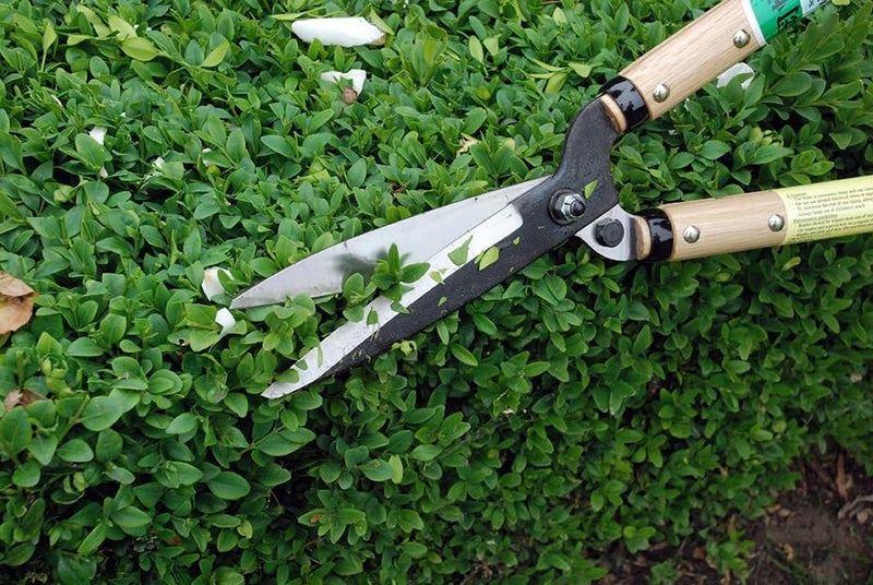 Okatsune Precision Hedge Shears 6" Blade, 20" total length - Image 5