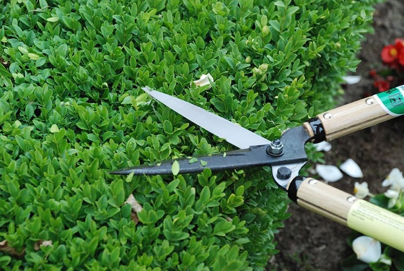 Okatsune Precision Hedge Shears 6" Blade, 20" total length - Image 4