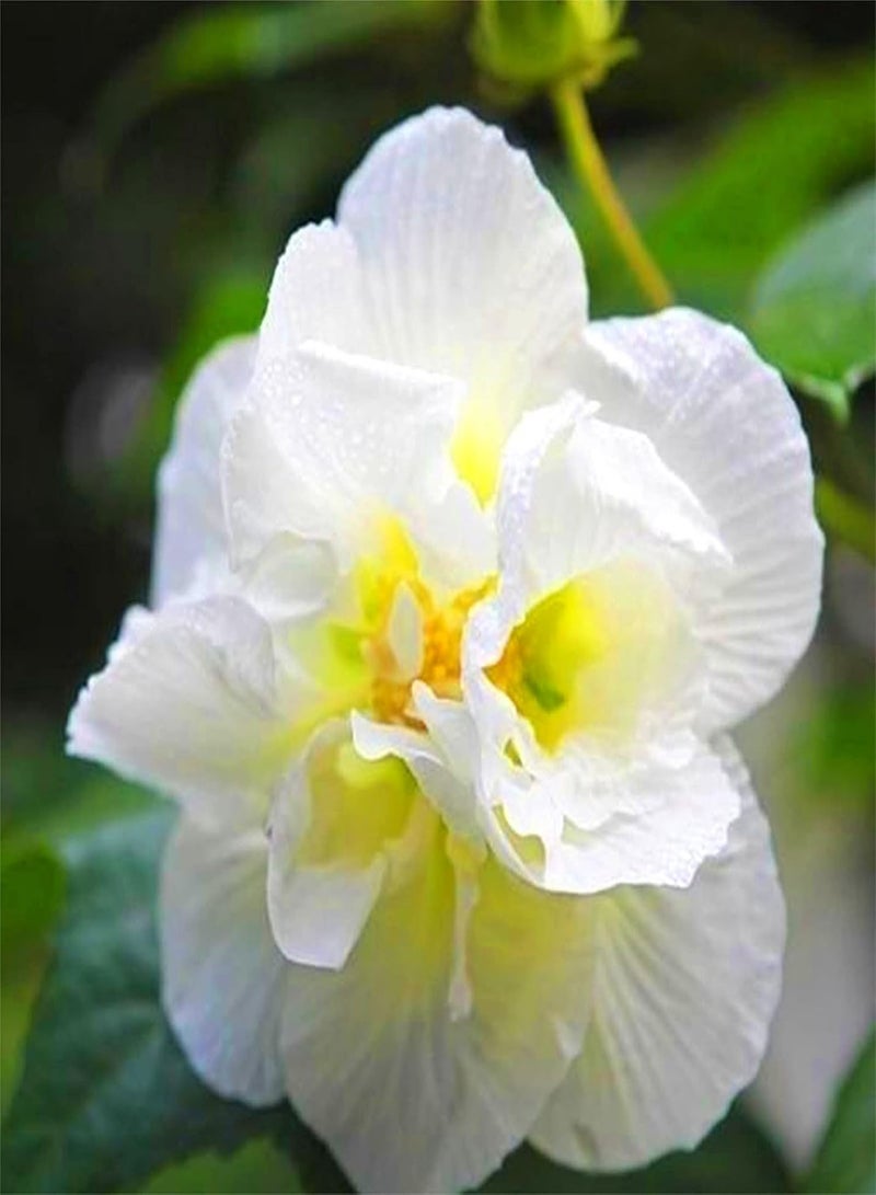 جي جوت بذور الكركديه للزراعة الآن، بذور زهور سهلة النمو، هدايا البستنة، مزيج بذور الزهور البرية للزراعة الآن - 1500 قطعة، ج