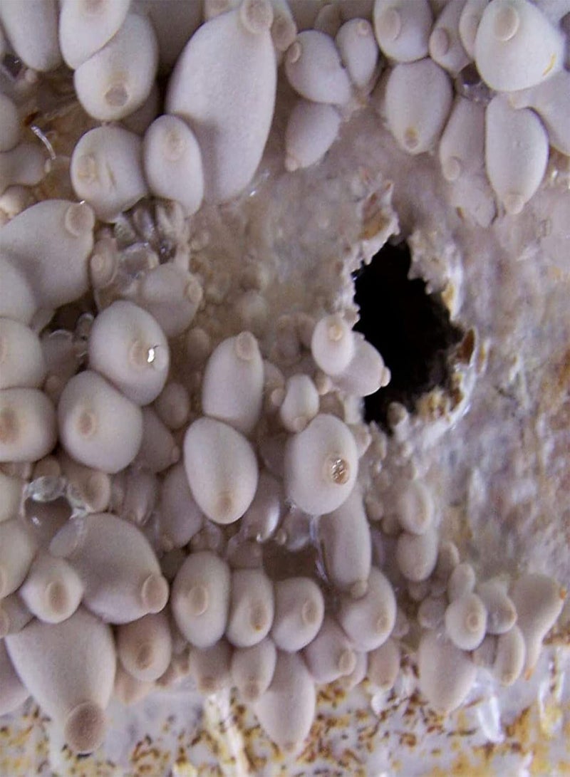 GGOOT 100Pcs/Set Oyster Mushroom seeds Natural Low Fat Edible Annual seeds C - Image 4