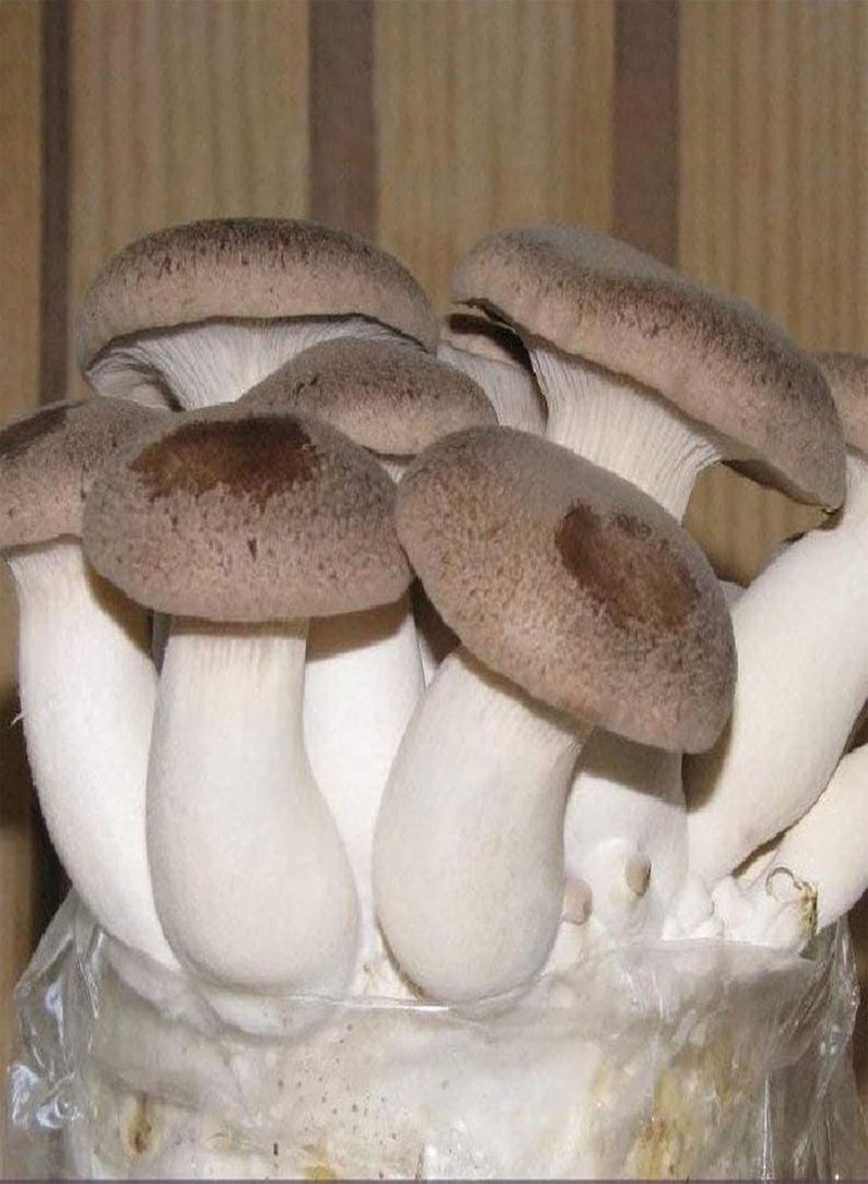 GGOOT 100Pcs/Set Oyster Mushroom seeds Natural Low Fat Edible Annual seeds C - Image 1