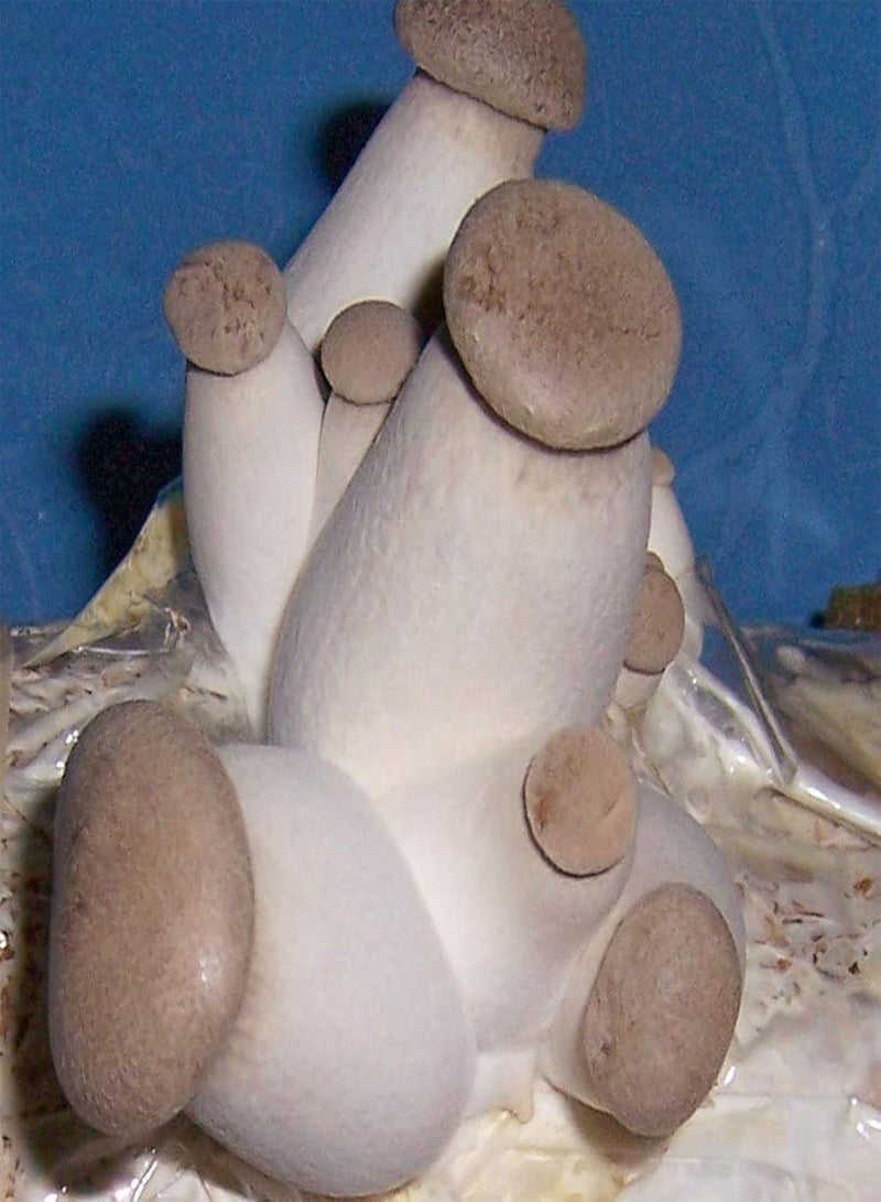 GGOOT 100Pcs/Set Oyster Mushroom seeds Natural Low Fat Edible Annual seeds C - Image 2