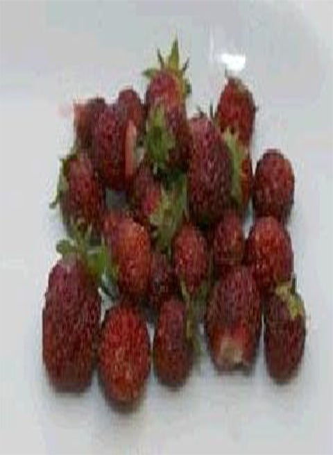 Strawberry Musk 100 Seeds