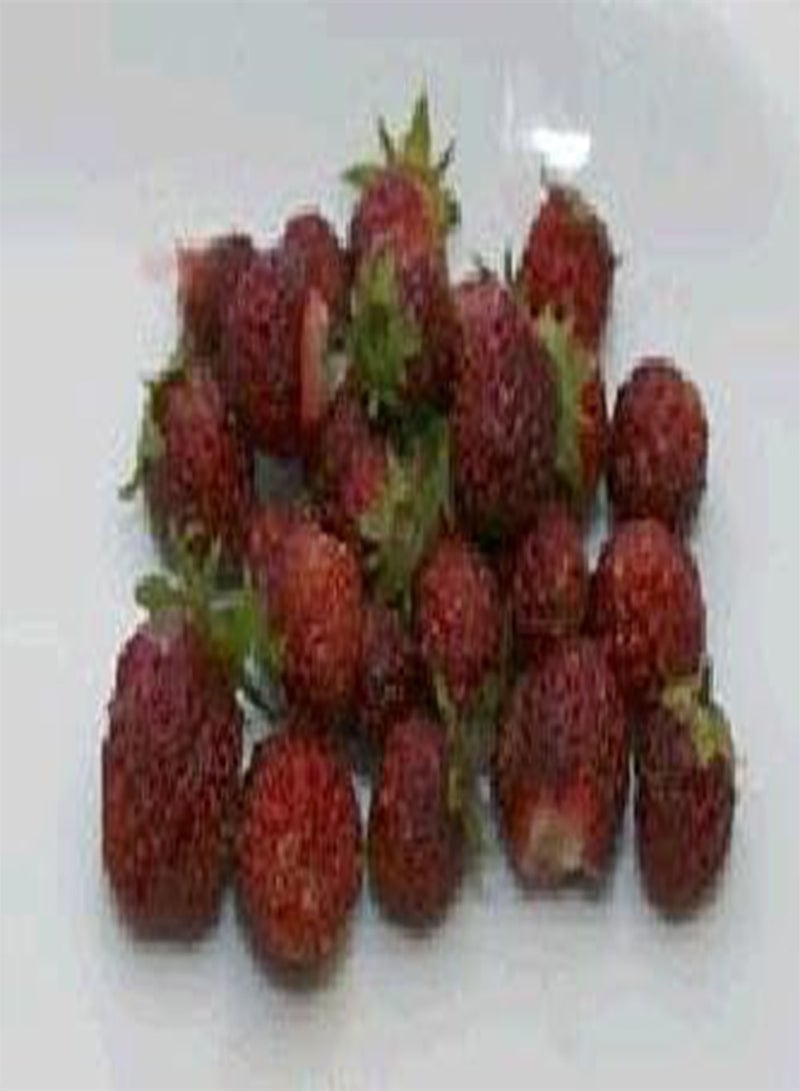 Strawberry Musk 100 Seeds