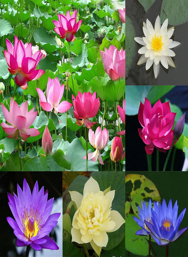 GGOOT 20Pcs/Bag Lotus Seeds, Easy to Plant Flowering Plants Viable Indoor Outdoor Sowing Bonsai Seeds for Garden - Blue - Image 2