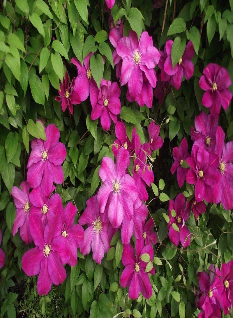 GGOOT Seeds Package: Rare,Most Beautiful & Unusual * Sunset *5 Fresh Seeds - Image 1