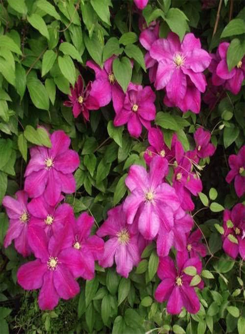 GGOOT Seeds Package: Rare,Most Beautiful & Unusual * Sunset *5 Fresh Seeds - Image 3