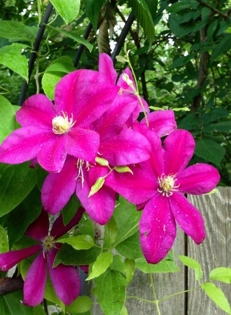 GGOOT Seeds Package: Rare,Most Beautiful & Unusual * Sunset *5 Fresh Seeds - Image 2