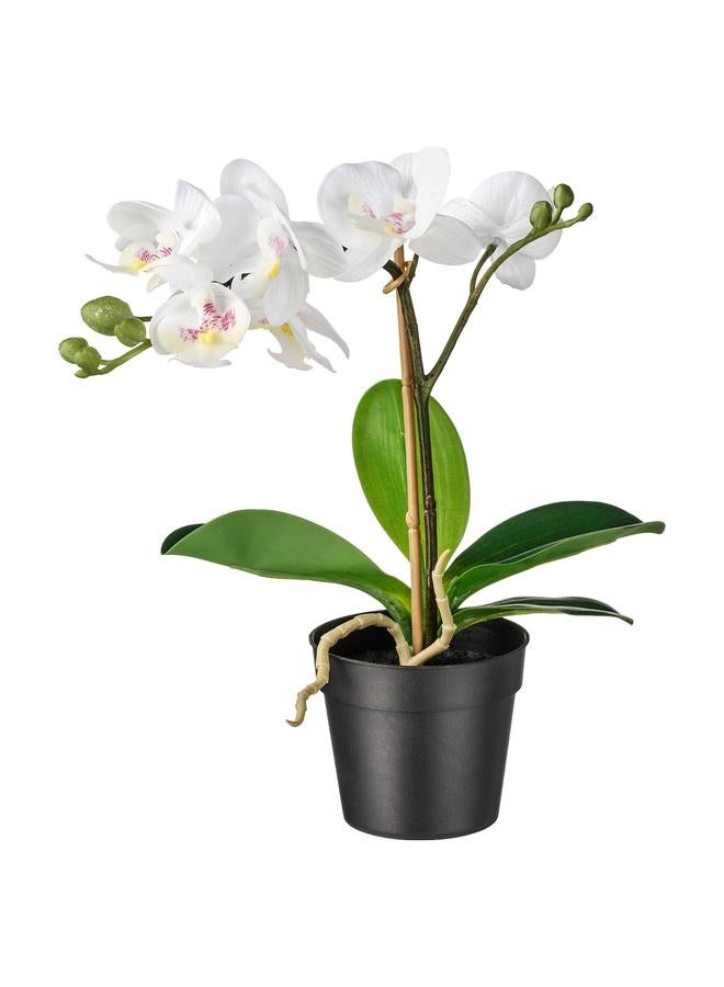 Zaboon Artificial potted plant, Orchid white, 9 cm - Image 1