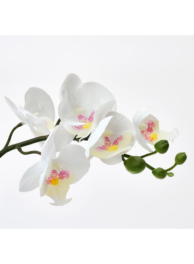 Zaboon Artificial potted plant, Orchid white, 9 cm - Image 3