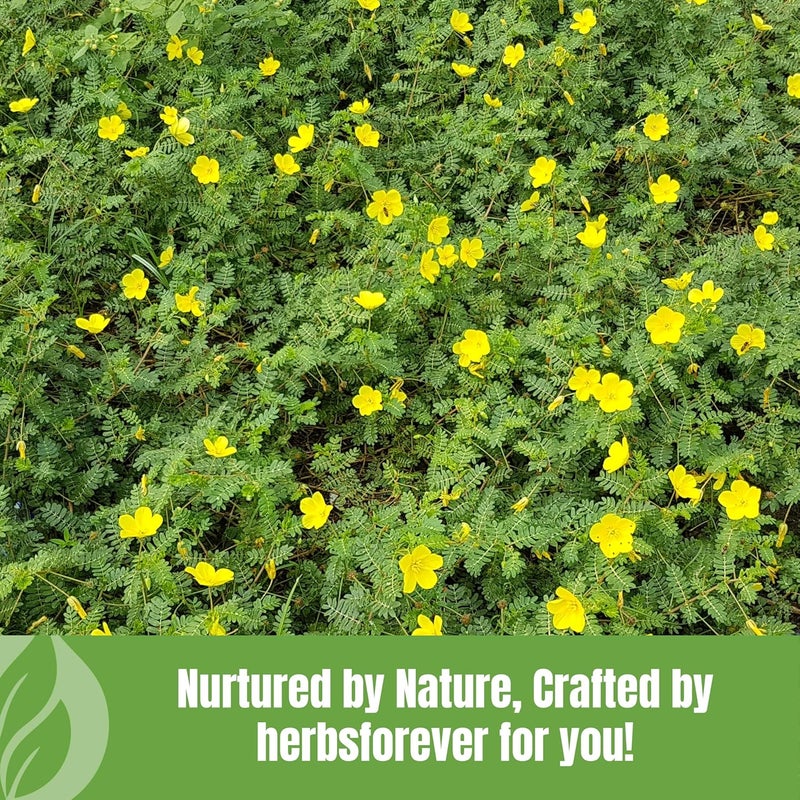 Herbsforever مسحوق فاكهة جوجشورا (تريبولوس تيرستريس) - من أجل الحيوية، صحة المسالك البولية، كتلة العضلات - حصاد بري - غير معدّل وراثيًا، نباتي - 2X قوة | نظيف للغاية | بدون رمل وطين | معقم بالبخار | 16 أونصة - 1 رطل - Image 5