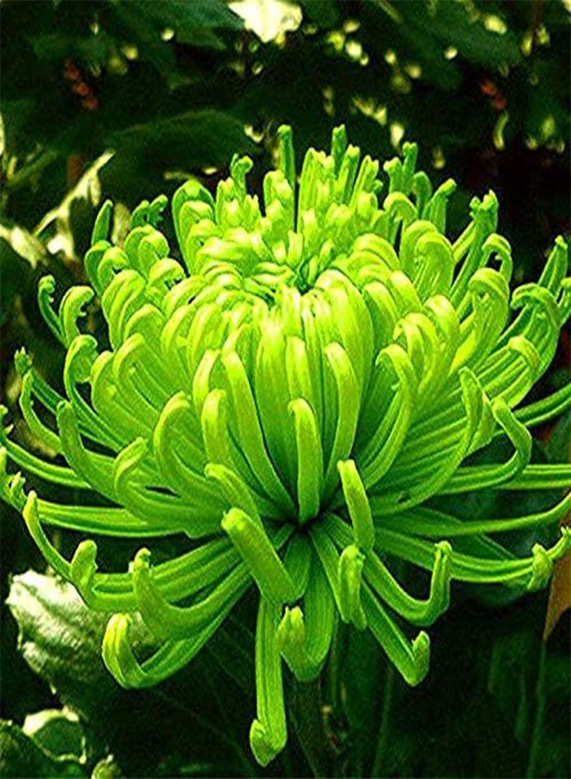 GGOOT 200pcs Chrysanthemum Flower Seeds - Image 2