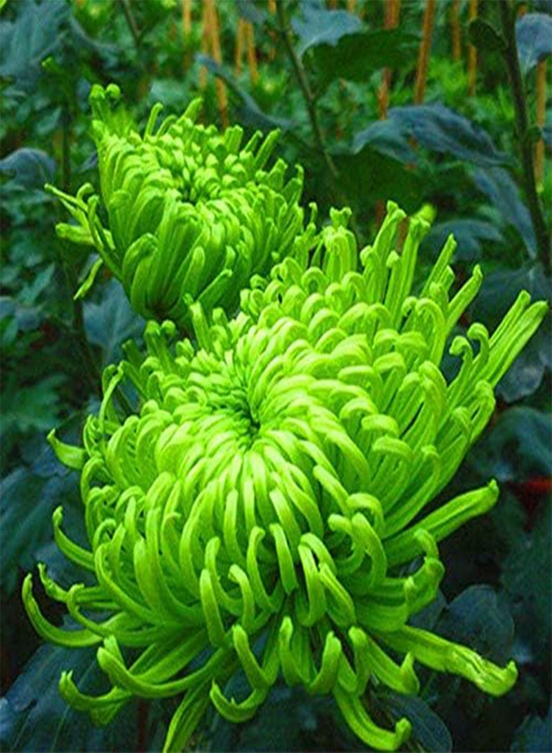 GGOOT 200pcs Chrysanthemum Flower Seeds - Image 1