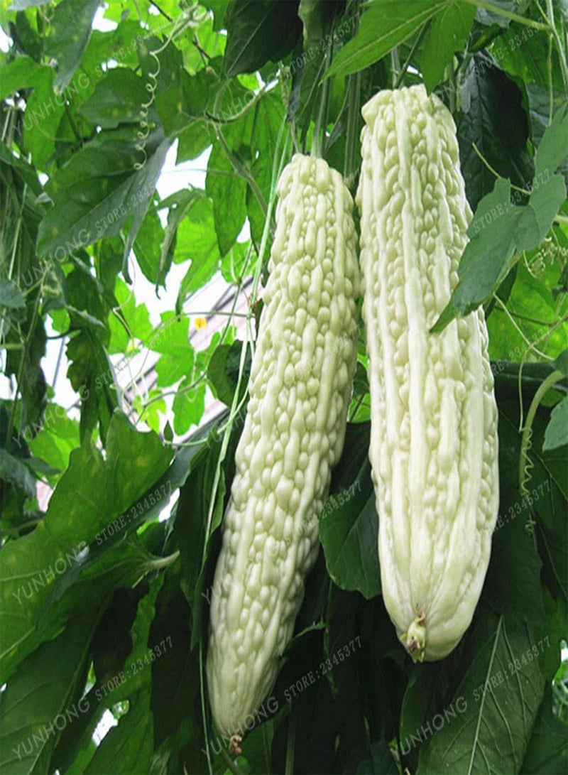GGOOT 10 Pcs Momordica Charantia Seed Organic Vegetable Seed Bitter Gourd Balsam Apple Bitter Herbs Family Garden - (Color: Mix)  - Image 2