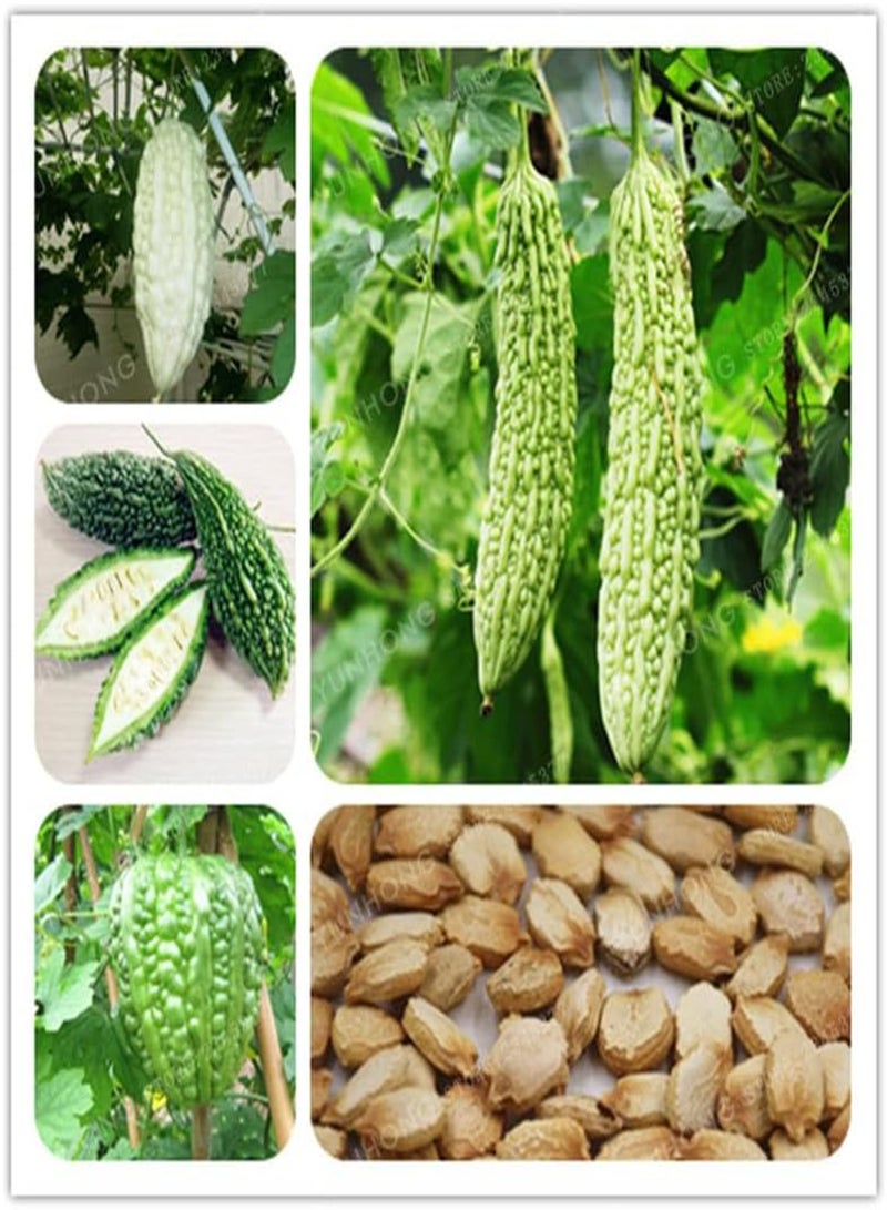 GGOOT 10 Pcs Momordica Charantia Seed Organic Vegetable Seed Bitter Gourd Balsam Apple Bitter Herbs Family Garden - (Color: Mix)  - Image 1