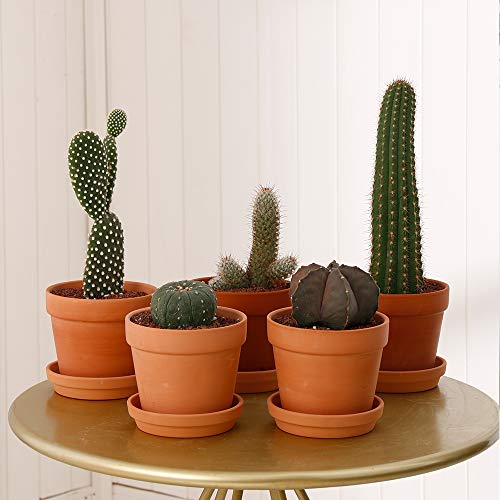 Yishang Terra Cotta Pots with Saucer - 6-Pack Large Terracotta Clay Pots, 4.6'' Ceramic Planters, Great for Cactus, Succulents, Plants & Crafts - Image 4