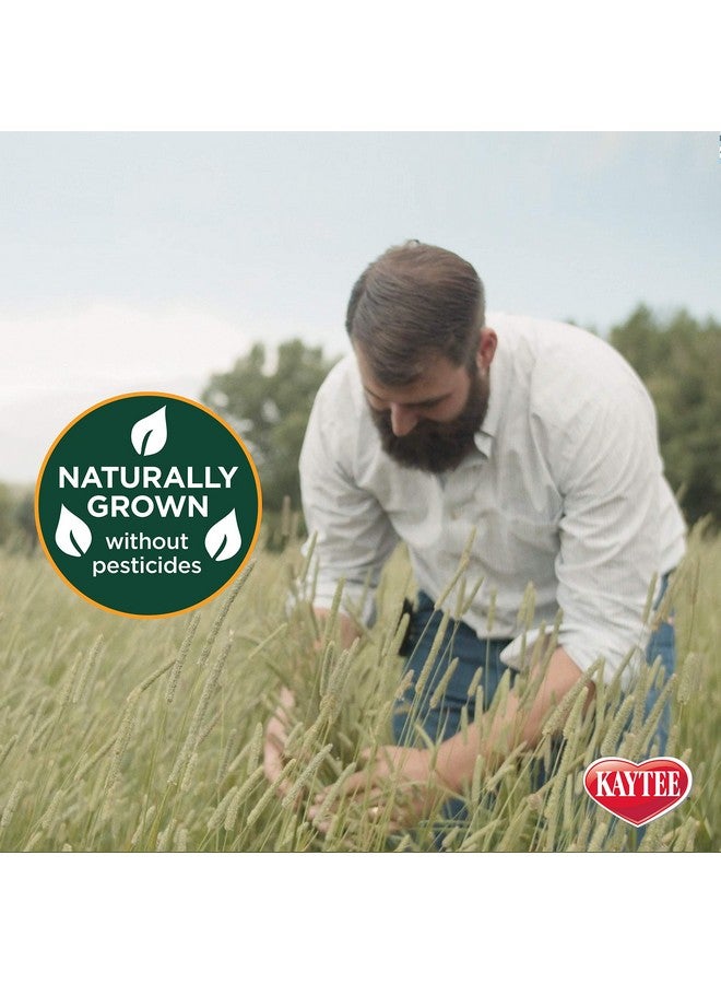 Kaytee Wafer Cut All Natural Timothy Hay for Pet Guinea Pigs, Rabbits & Other Small Animals, 60 Ounce - Image 4