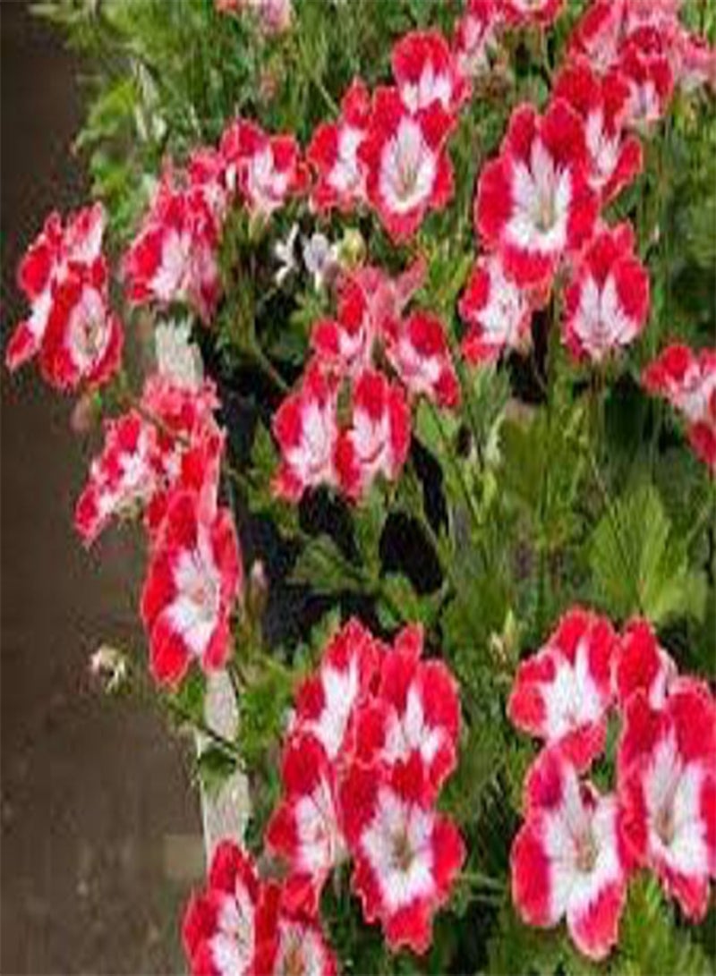GGOOT seeds Fresh 5pcs Pelargonium Peltatum Flower Seeds for Planting red Mix