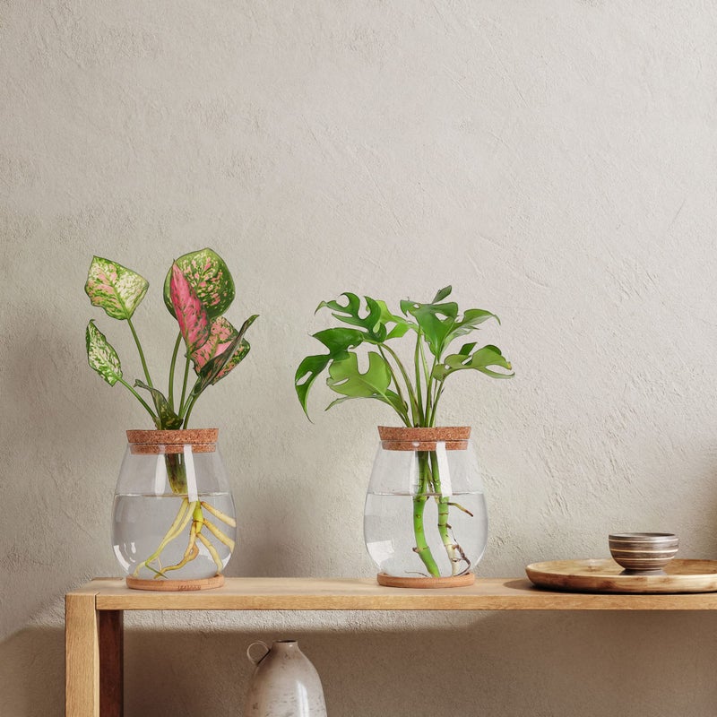 onepeng 2 Pcs Propagation Vases, Tabletop Plant Terrarium for Propagating Hydroponic, Glass Terrarium Vase Jars, Home Kitchen Decorations and Gifts for Plant Lovers - Image 5
