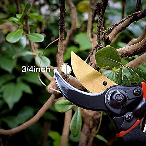 Boniry 8 Inch Heavy Duty Plant Cutter For Home Garden Scissors | Plant Branch Cutter For Tree | Garden Tools For Home Gardening Scissors | Prunning Branch Cutter (Garden Cutter) - Image 4