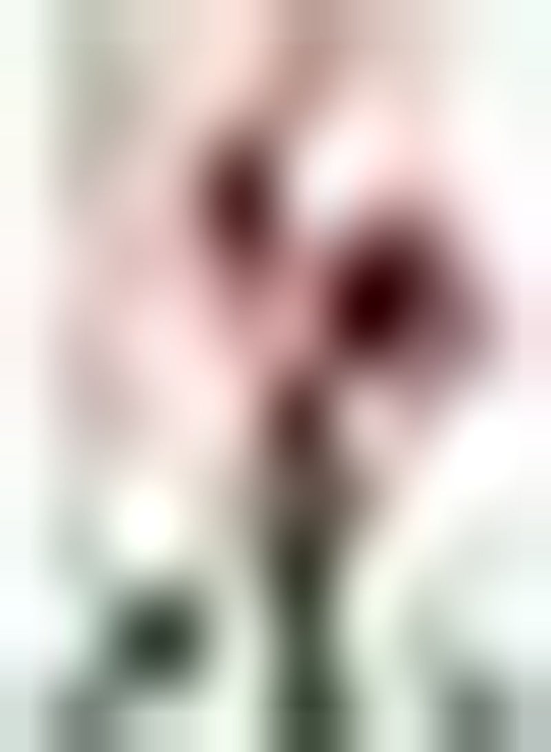 GGOOT 2pcs Roze Amaryllis bollen Amaryllis bloem exotische mooie bloemen bloeiende formaat BOL thuis Pot Decor mooi Van kleur en heeft EEN Hoge sierwaarde - Image 1