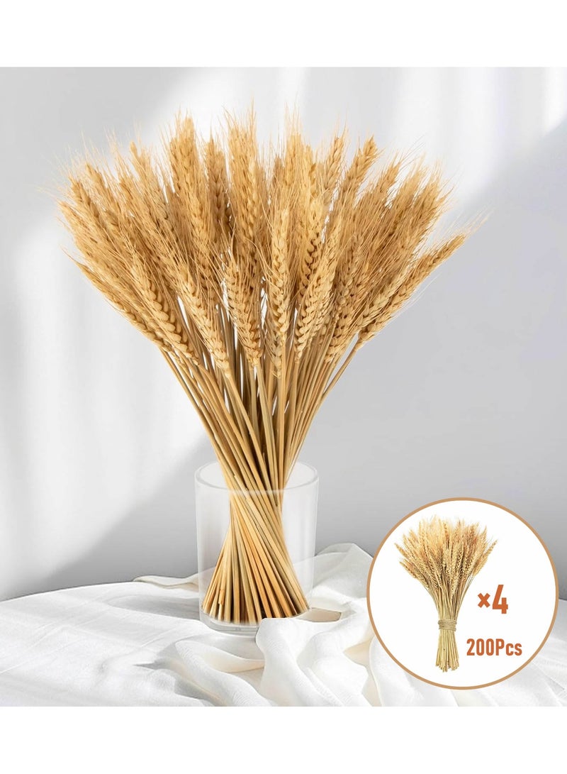 200Pcs Stems Natural Dried Wheat Stalks, 18 inches Dried Wheat Grass Bundle Wheat Sheaves Wreath for Flowers Arrangement Wedding Table Centerpieces Home Kitchen Office DIY Party Décor - Image 1