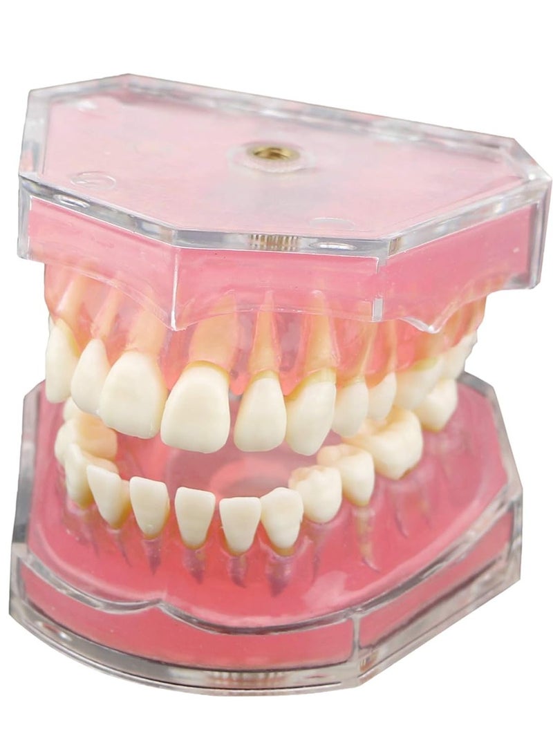 Ru syanl Dental Demonstration teeth Model Standard Study Teaching dental mode with all Removable Teeth Soft and Bendable Teeth  - Image 1