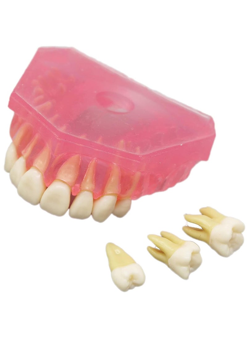 Ru syanl Dental Demonstration teeth Model Standard Study Teaching dental mode with all Removable Teeth Soft and Bendable Teeth  - Image 4