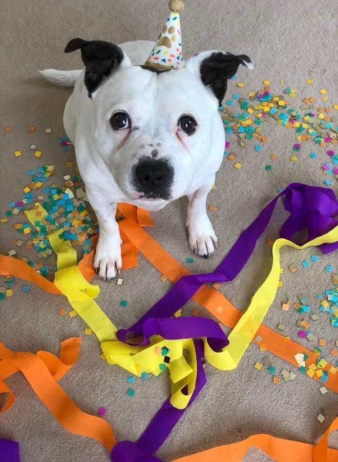 توكينج تيبلز صندوق حفلات عيد ميلاد الكلاب الأليفة من توكينج تيبلز، مقاس واحد، ألوان متنوعة - Image 3