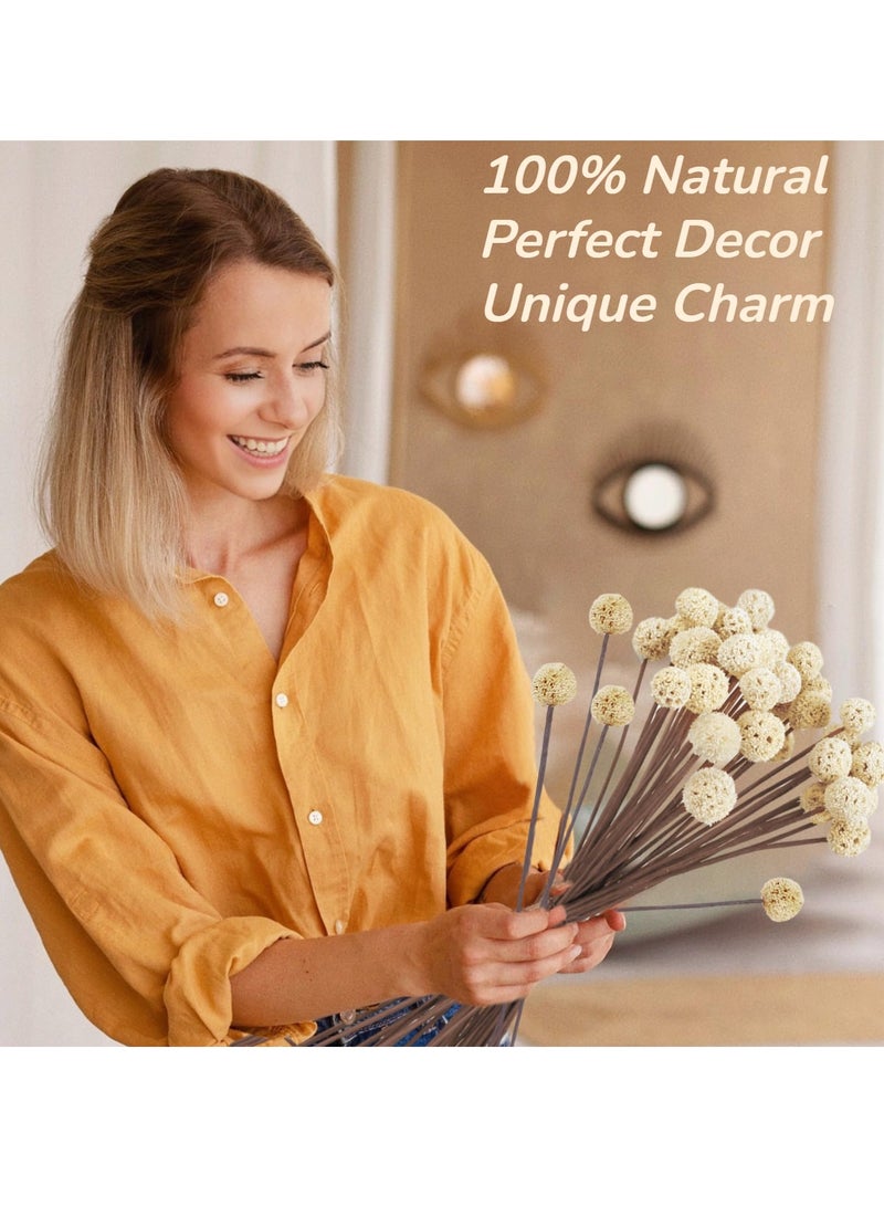 KASTWAVE 30 Pieces Natural Dried Craspedia Billy Balls Flowers, 17” Dried White Flowers Buttons Bouquet for Vase Floral Arrangements Wedding Table Centerpieces Party DIY Home Decor, Tree Decoration  - Image 2